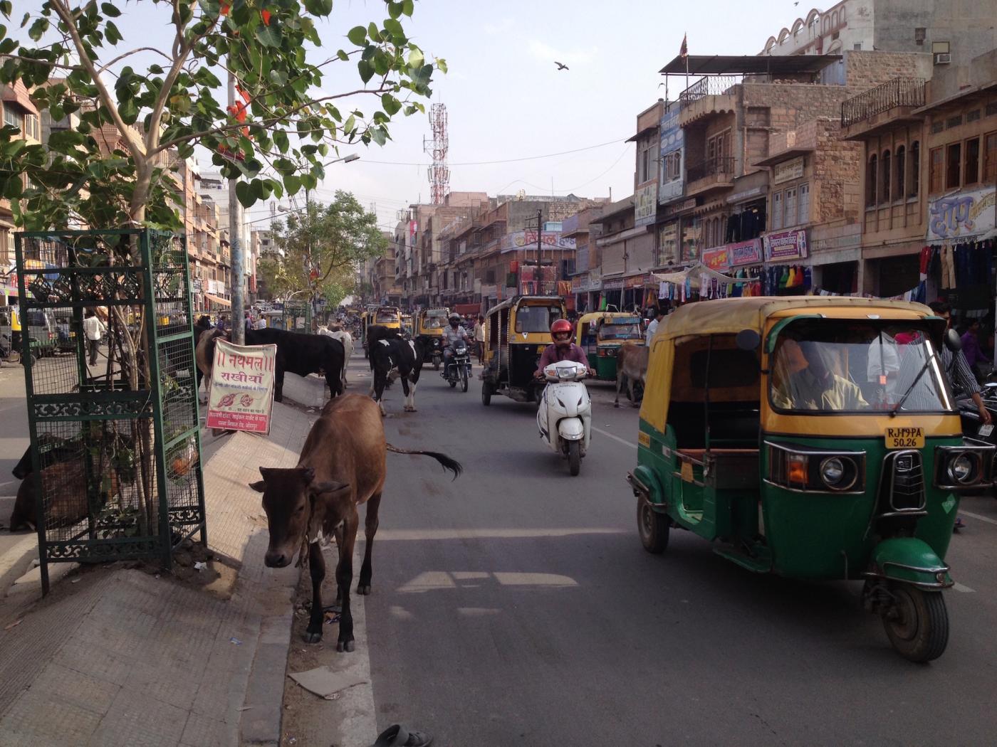 Rickshaws, scooters &amp; cows